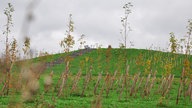 Junge Bäume in Manheim-neu