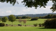 Oldtimer fahren durch die Eifellandschaft