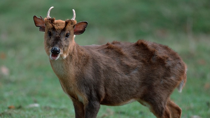 Muntjack im Zoo