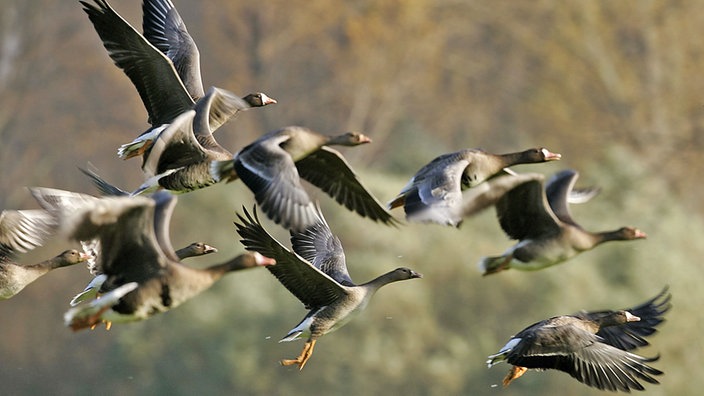 Mehrere Gänse in Brauntönen fliegen vor einem unscharfen Hintergrund