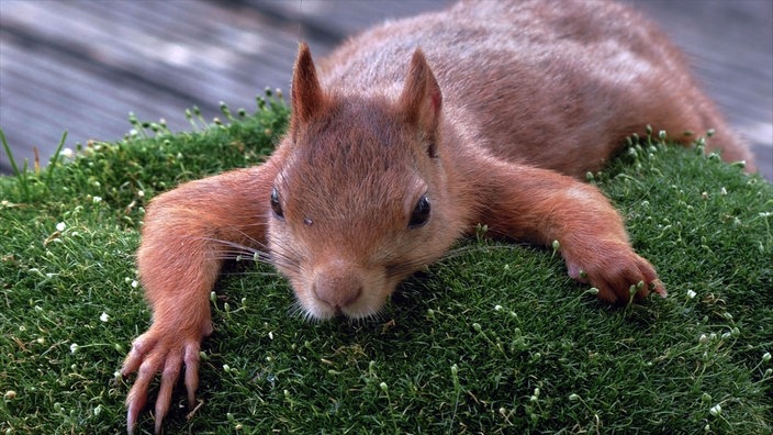 Ein rotes Eichhörnchen liegt ganz entspannt auf einer Moosfläche.