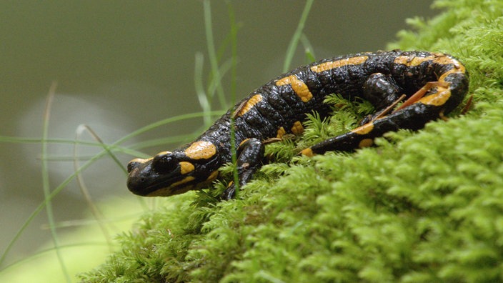 Ein schwarzgelber Feuersalamander geht auf einem Moosbett.