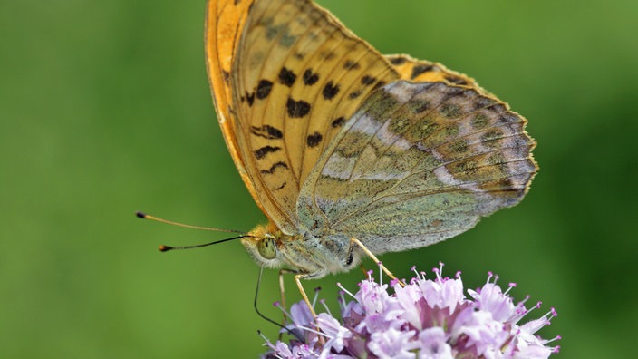 Ein großer gelborangen farbener Schmetterling sitzt auf einer violetten Blütendolde.