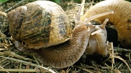 Großaufnahme von Schnecken beim Liebesspiel