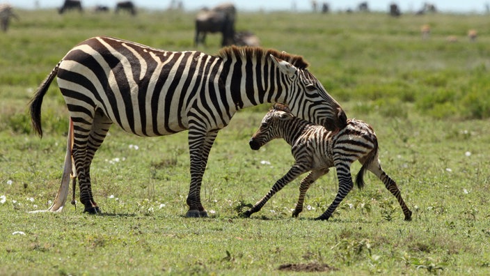 Ein gerade geborenes Zebra versucht auf seinen unsicheren Beinen zu stehen, während seine Mutter es ableckt.