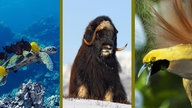 Fotocollage: Wasserschildkröte, Bison, Vogel