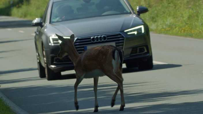 Eine Hirschkuh quert eine Straße und ein Auto kommt auf sie zu.