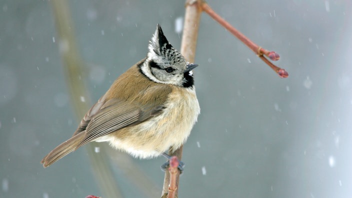 Eien Haubenmeise sitzt auf einem Ast, der Schnee fällt und sie hat ihr gefiedert aufgeplustert.