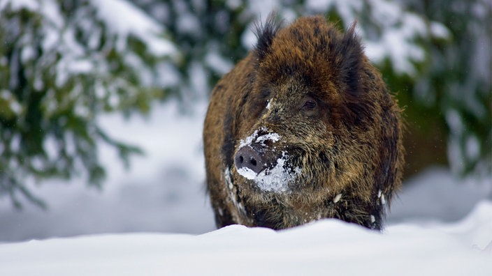 Ein riesiger Wildschweineber steht im Schnee auf einer Waldlichtung.