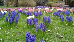 Die ersten Hyazinthen im Stadtpark Güterloh