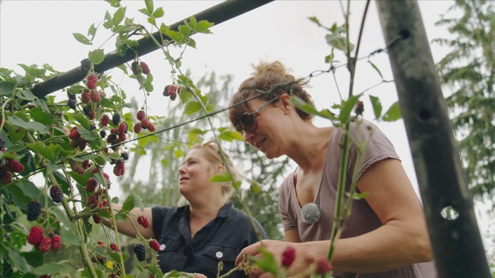 Zwei Frauen ernten Himbeeren