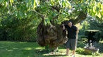 Axl Jansen neben dem alten Kirschbaum im Garten. 