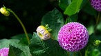 Dahlien in Brigitte Bergschneiders Garten. 