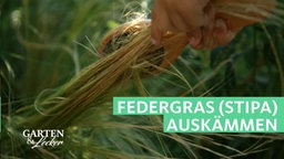 Gartentipp von Saskia Plewe: Federgras auskämmen