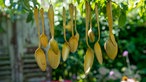 Goldene Löffel - Deko im Garten von Peter Hamburger.