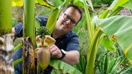 Thomas Seggewiß mit einer Bananenpflanze. 