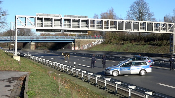 Eine Kuh und ein Polizeiwagen auf der Autobahn