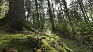 Blick auf eine bemooste Waldlichtung