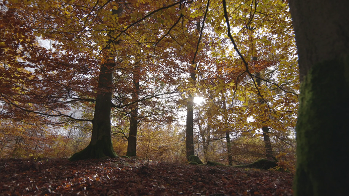 Blick in einen herbstlichen Wald