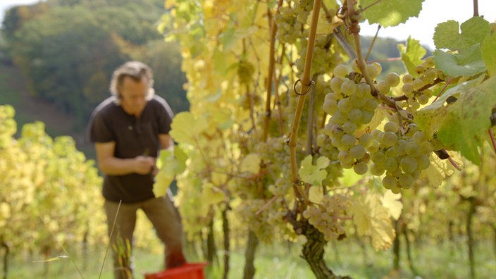 Ein Mann im Weinberg bei der Lese