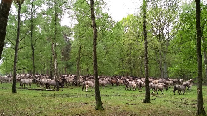 Die Dülmener Wildpferdeherde beim Grasen im Wald