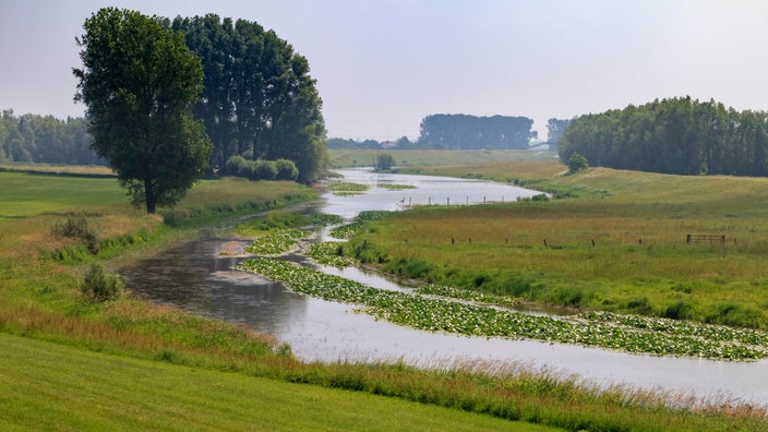 Rheinauen bei Rees am Niederrhein