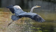 Graurweiher überfliegt einen See.