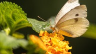 Voting "Der schönste Schmetterling im Westen"