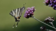 Voting "Der schönste Schmetterling im Westen"