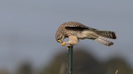 Turmfalkenweibchen frisst eine Heuschrecke