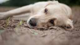 Ein älterer Hund liegt im Freien auf der Erde und wirkt traurig