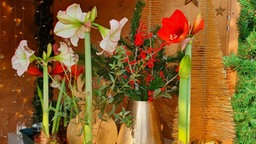 Weihnachtsdeko mit Amaryllis