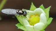 Eine Schwebfliege auf einer weißen Erdbeerblüte.