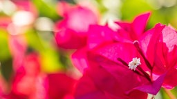 Bougainvillea