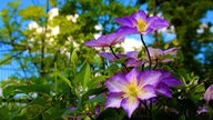 Bild einer Clematis