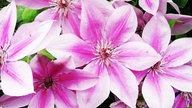 Bild einer Clematis