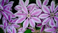 Bild einer Clematis