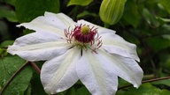 Bild einer Clematis