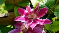 Bild einer Clematis