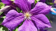 Bild einer Clematis