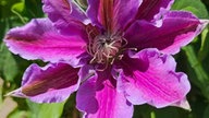 Bild einer Clematis