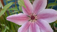 Ihre schönsten Clematis-Fotos