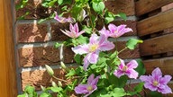 Clematis und Passionsblumen