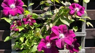 Clematis und Passionsblumen