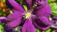 Clematis und Passionsblumen