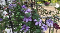 Clematis und Passionsblumen