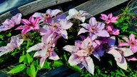 Clematis und Passionsblumen