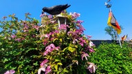 Clematis und Passionsblumen