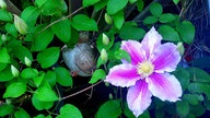 Clematis und Passionsblumen