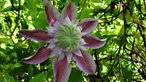 Clematis und Passionsblumen